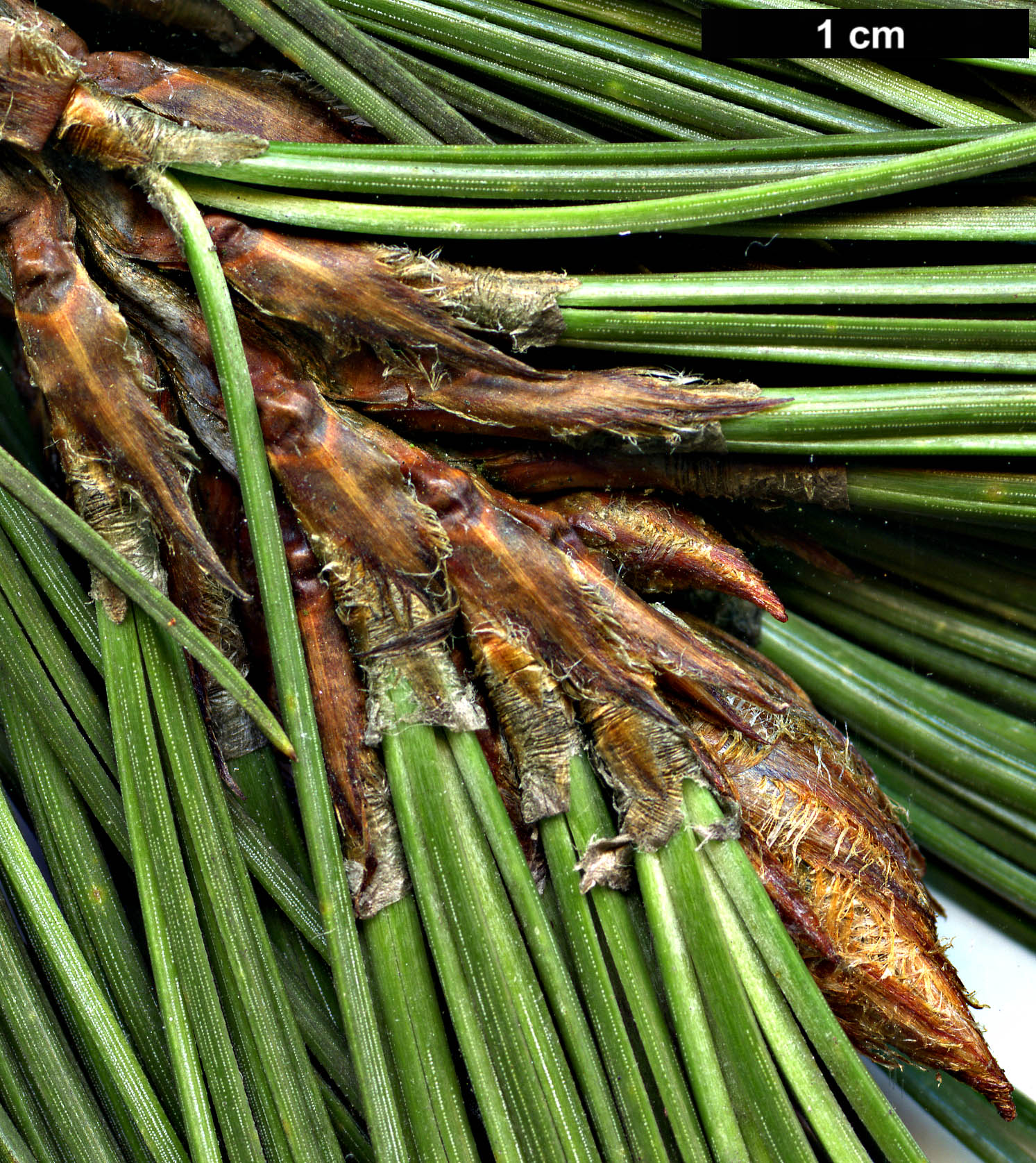 High resolution image: Family: Pinaceae - Genus: Pinus - Taxon: hartwegii